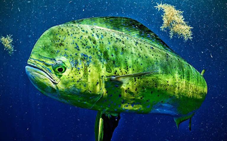 La Conago, en contra de la pesca comercial de dorado (Coryphaena hippurus), en  México