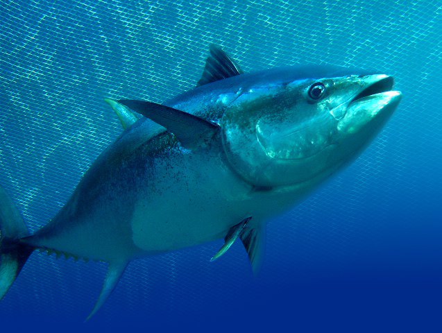 Sin rebasar cuotas, en México, flota atunera capturó 3,268 toneladas de atún aleta azul (Thunnus orientalis) en el ciclo 2020