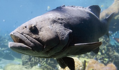 Veda a la pesca de todas las especies de mero en el Golfo de México