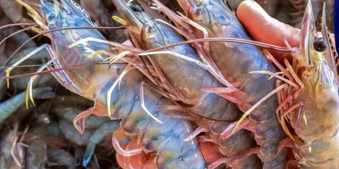 Evalúan la pesquería de camarón de altamar del Pacífico Mexicano para certificación de pesca sustentable
