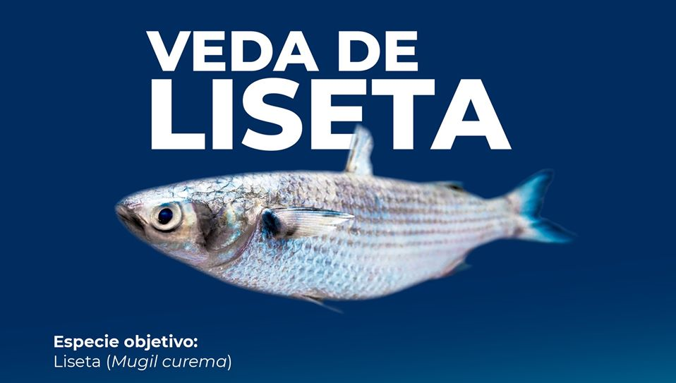 Termina veda de liseta (Mugil curema) en Laguna Madre, Tamaulipas