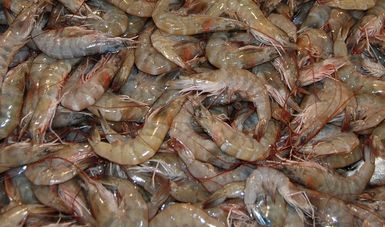 El 15 de marzo inicia la veda de todas las especies comerciales de camarón en el litoral del Océano Pacífico