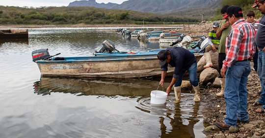 Inició en la presa El Salto, de Sinaloa, repoblamiento de tilapia para pesca comercial aquí, y en Guerrero y Colima