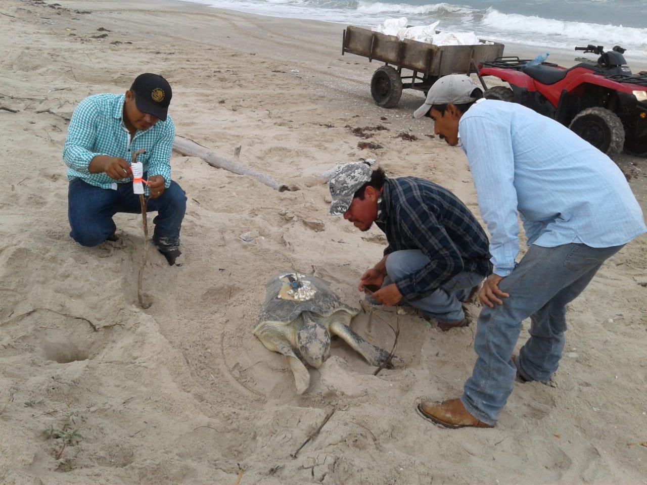 Primera arribada de tortuga lora (Lepidochelys kempii) en el Santuario Playa de Rancho Nuevo, Tamaulipas