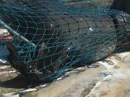 En Sonora, salvan de la muerte a un lobo marino juvenil de California (Zalophus californianus)