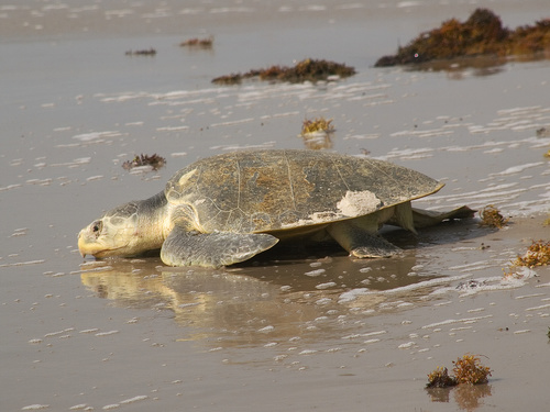 Solitaria tortuga lora (Lepidochelys kempii), desova en playas de Coatzacoalcos, Veracruz