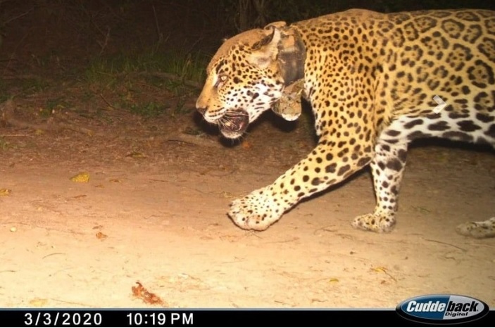 Para investigación, ponen collares GPS a tres jaguares en área de conservación La Papalota, Nayarit