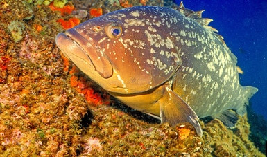 En el Golfo de México, inicia temporada de pesca de todas las especies de mero