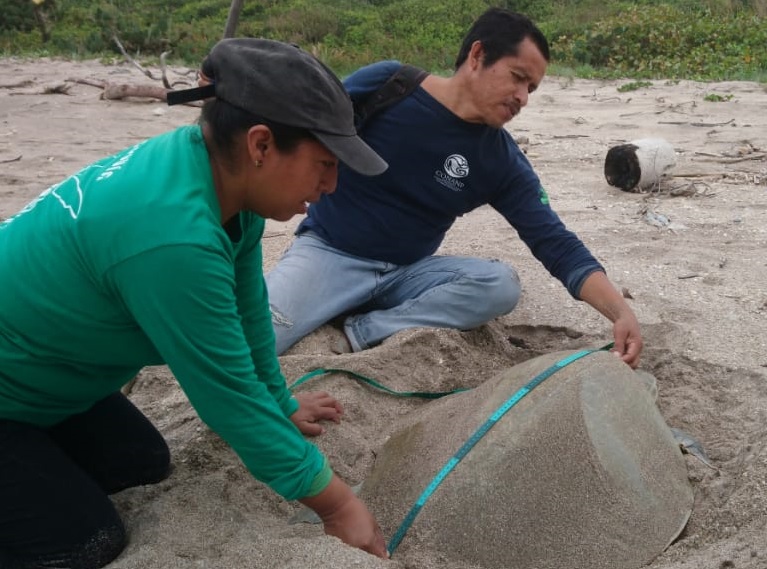 Arribo de primeras tortugas lora (Lepidochelys kempii) de la temporada 2020 a Veracruz