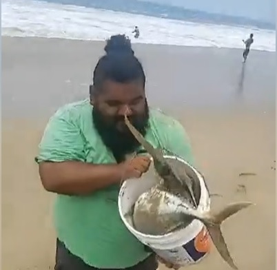 Acapulco: ¡Una fiesta de escama, en lo más serio de la pandemia!
