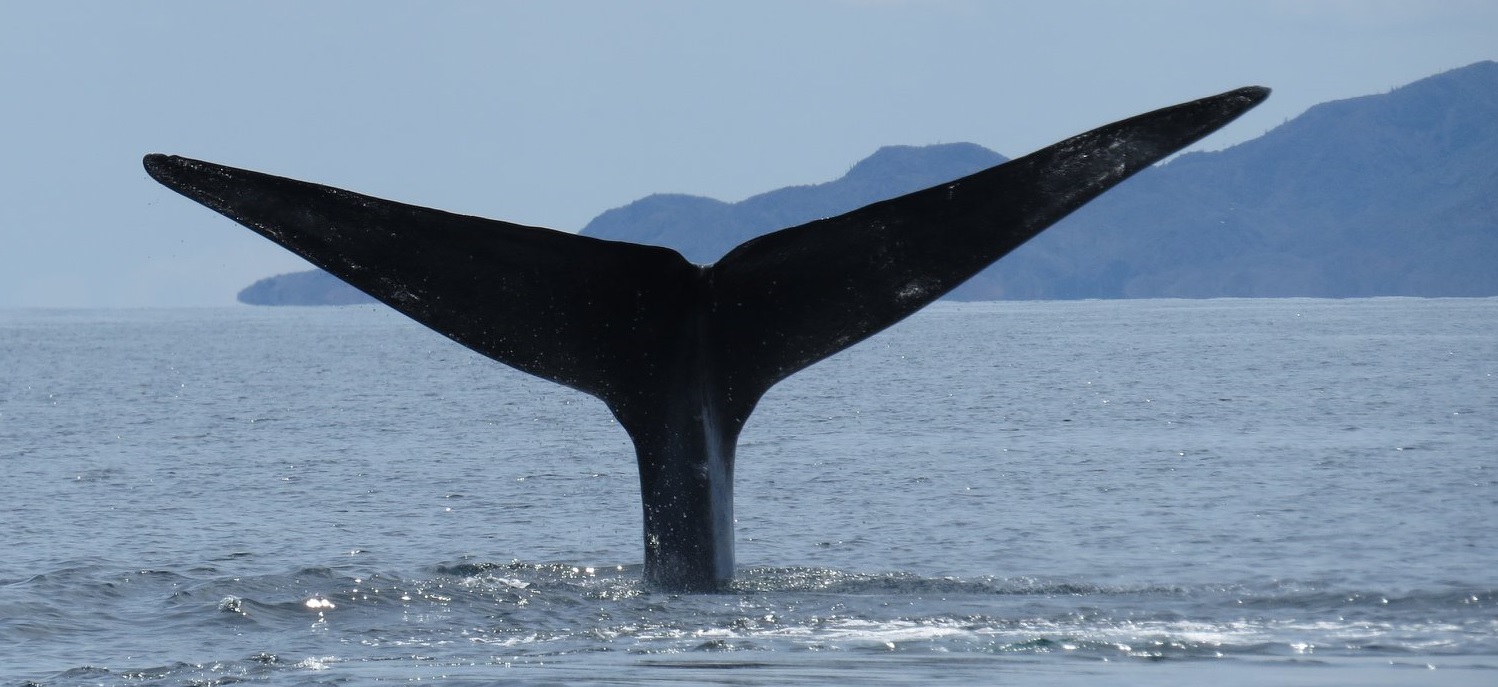 Arriban al Parque Nacional Bahía de Loreto, seis ejemplares de ballena azul (Balaenoptera musculus)