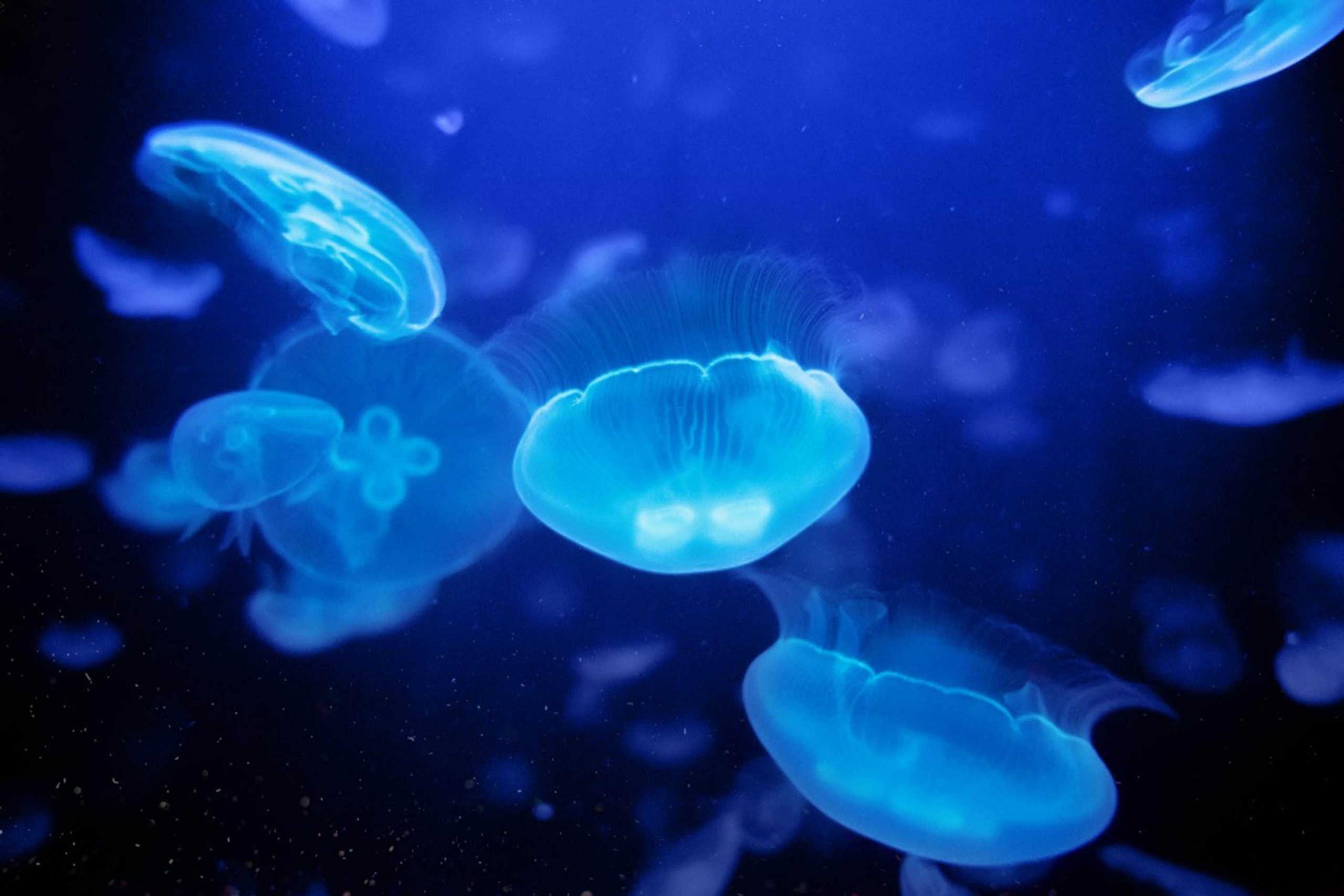 La disminución de actividad humana propicia proliferación de microrganismos y bioluminiscencia