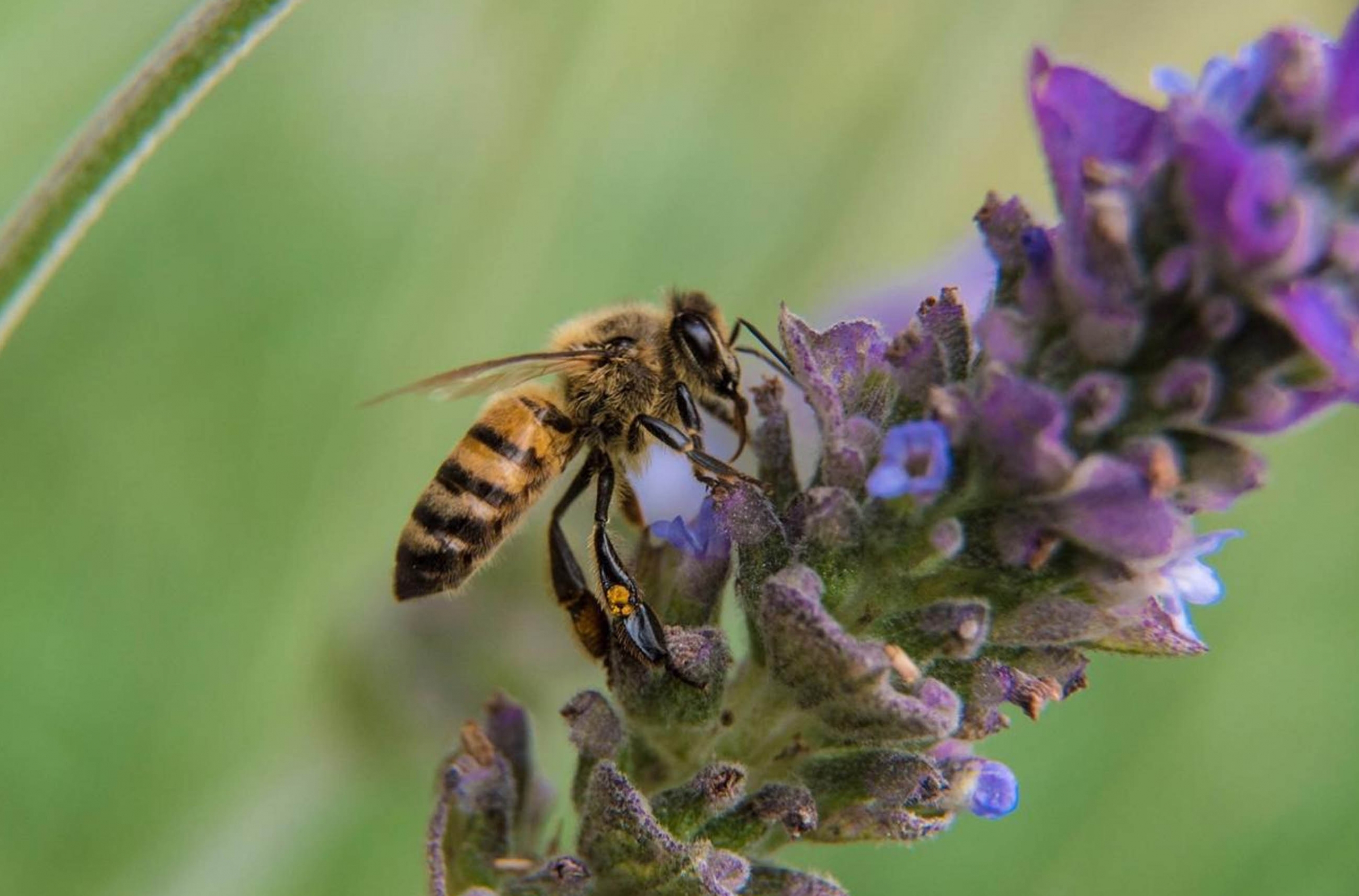 Sin abejas, garantía de desabasto de alimentos en el mundo