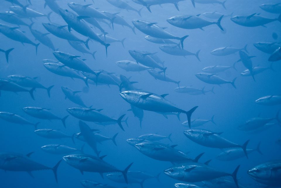 El sector pesquero mexicano, comprometido con la protección y conservación de la biodiversidad