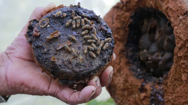 La abeja: el ser vivo más importante del planeta