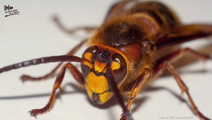 El avispón asiático gigante (Vespa mandarinia) no llegará a México, confirma el científico Alejandro Zaldívar Riverón de la UNAM