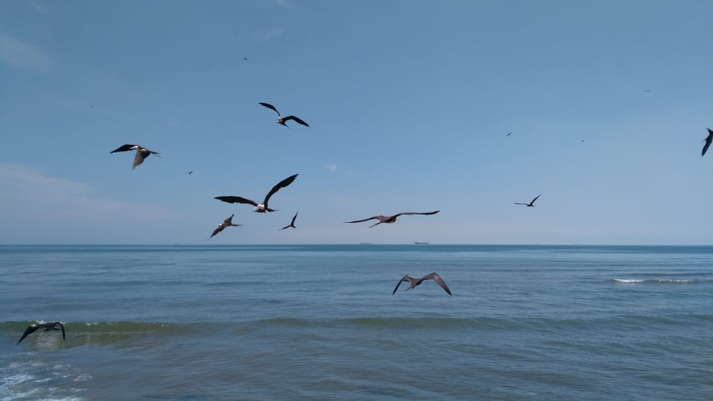Urge a la humanidad asumir nuestra responsabilidad para salvaguardar los ecosistemas: Conanp