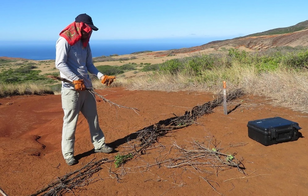 Gobierno mexicano controla erosión en isla Socorro, provocada por ganado introducido, y el cambio climático