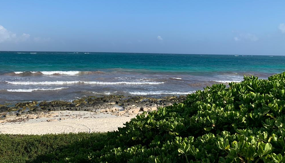 Parque Nacional Tulum cumple 39 años de creación; inicia temporada de anidación de tortugas caguama (Caretta caretta)