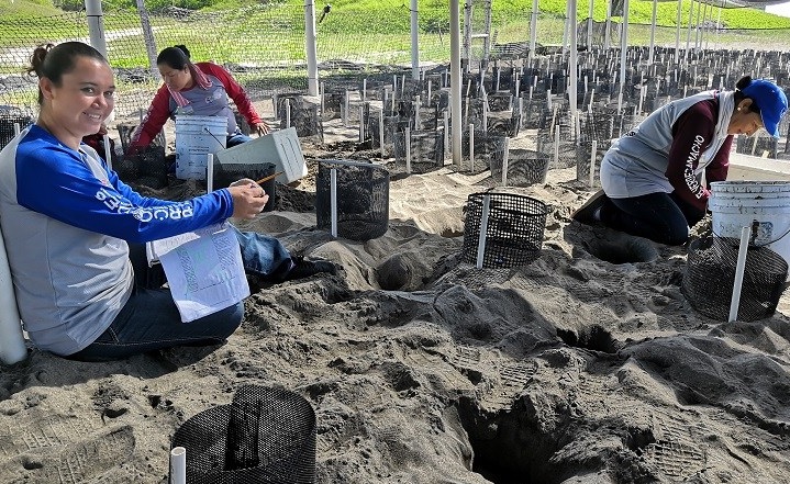Mujeres cuidan tortugas en El Verde Camacho, Mazatlán