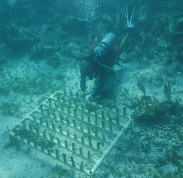 Avanza conservación de arrecifes de coral del Parque Nacional Costa Occidental de Isla Mujeres, Punta Cancún y Punta Nizuc