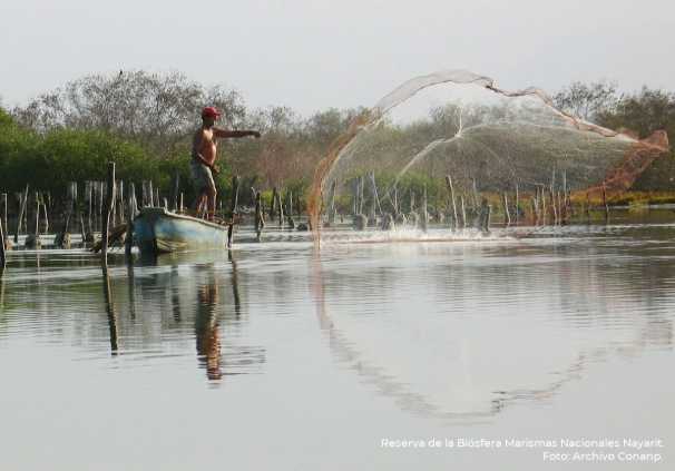 Histórica derrama en México: 1,391.7 MDP del programa Bienpesca en beneficio de 193 mil 295 pescadores y acuicultores