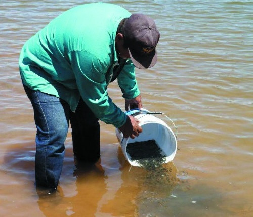 Siembra de 1 millón 200 mil crías de tilapia en presa El Comedero de Sinaloa, garantiza rendimientos