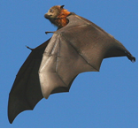 Alerta la OMS sobre reaparición en la India del letal virus Nipah (VNi); no hay vacuna