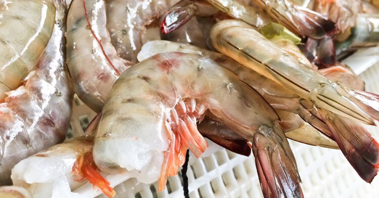México presenta sus avances en Proyecto de Gestión Sostenible de la Captura Incidental en la Pesca de Arrastre de Fondo de América Latina y el Caribe