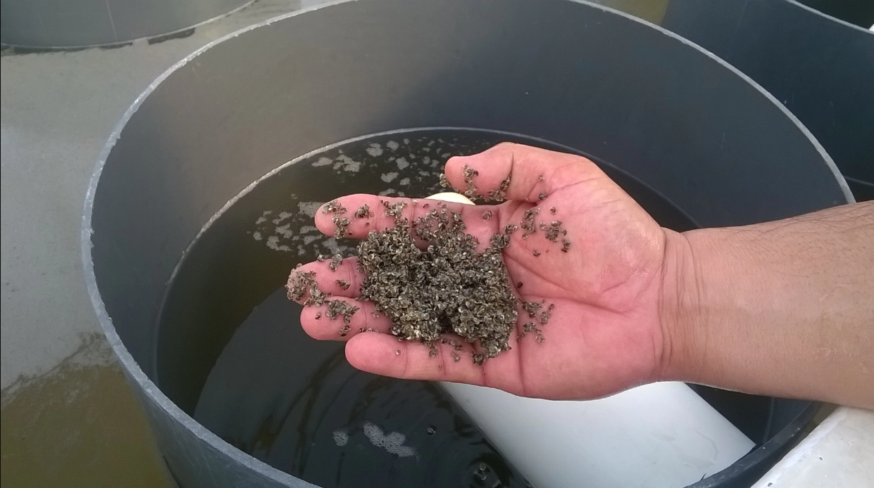 Abierta convocatoria para apoyos en Componente Recursos Genéticos Acuícolas a productores de camarón, tilapia, trucha y ostión