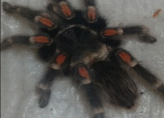 En especies de tarántulas, México, es el segundo lugar en diversidad en el mundo; Brachypelma, género destacado