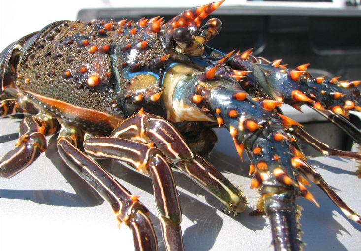 Vigente épocas y zonas de veda de tres especies de langosta (Panulirus sp.) en Océano Pacífico y Golfo de California