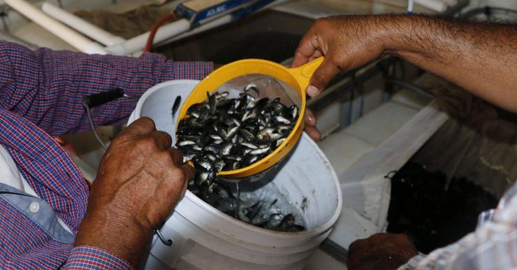 Resiembran 471 mil crías de tilapia en la presa Adolfo López Mateos “El Varejonal” para beneficiar a pescadores locales