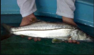 México tiene avances tecnológicos en el cultivo de robalo blanco (Centropomus viridis y Centropomus undecimalis)