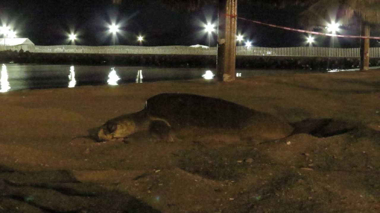 Protegen desove de una tortuga golfina (Lepidochelys olivacea) en Loreto, en el Mar de Cortés