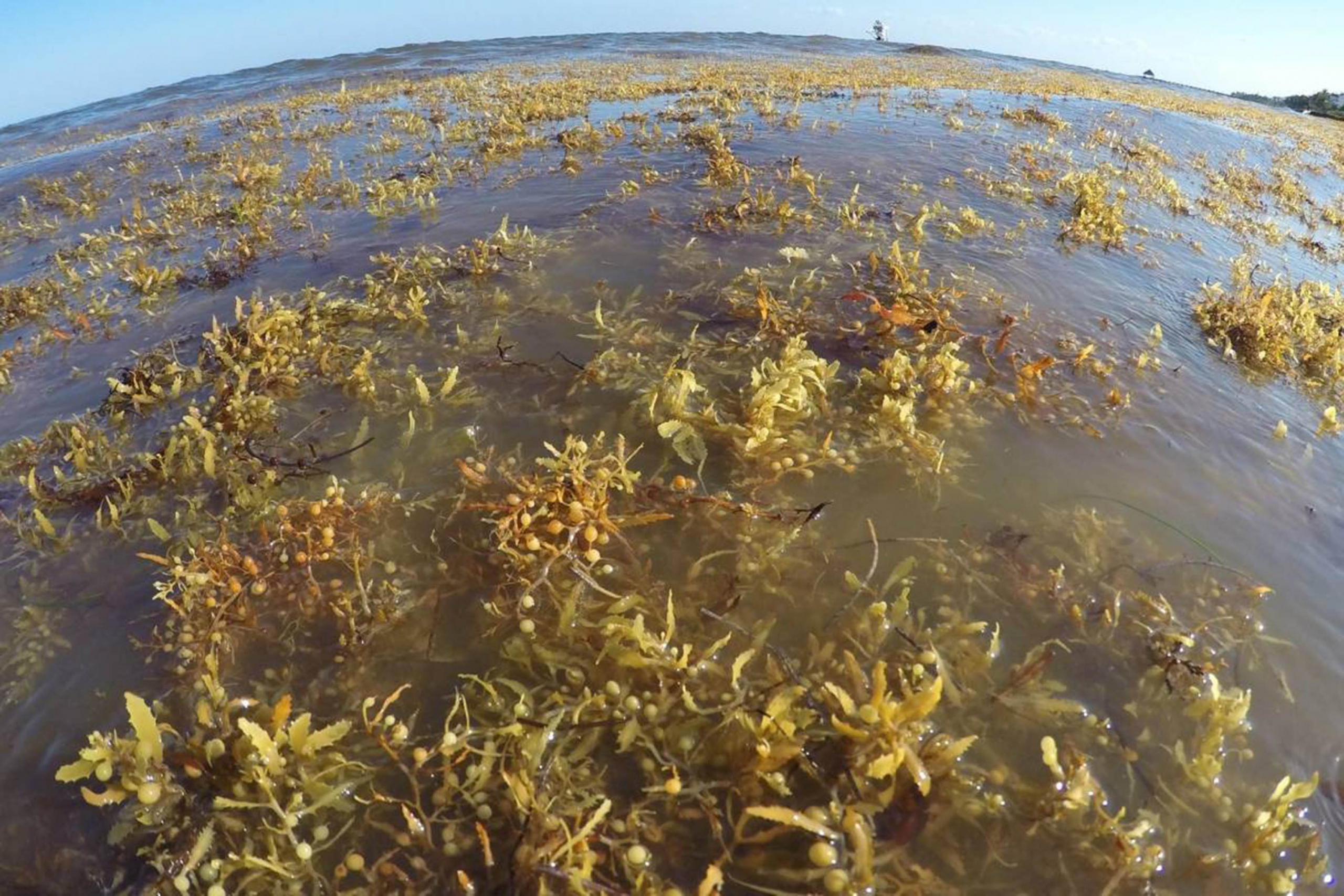 Potencialmente dañino por presencia de elementos tóxicos y metales pesados, sargazo pelágico disperso en playas