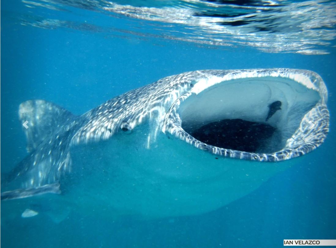 Inicia temporada avistamiento de tiburón ballena (Rhincodon typus) en la Reserva de la Biósfera Bahía de los Ángeles en BC