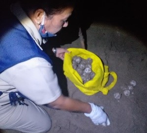 Operativo de vigilancia para la protección de tortugas marinas en Veracruz