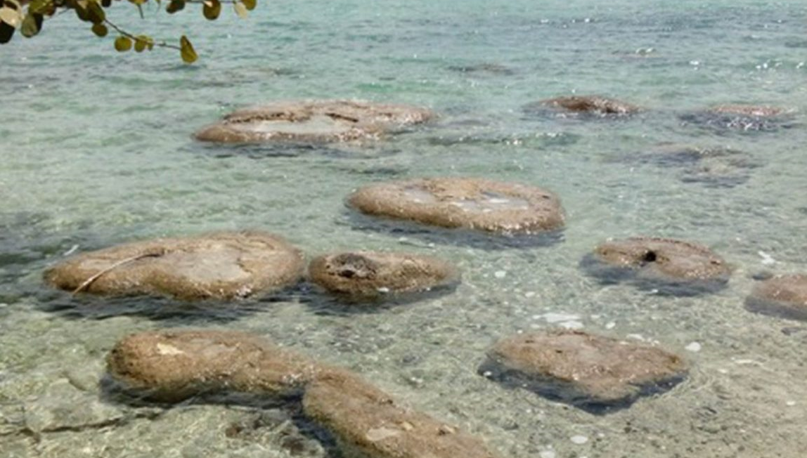 Ante la denuncia de la UNAM por deterioro de la laguna de Bacalar y daño a estromatolitos, la Semarnat acelera declararla “hábitat crítico”