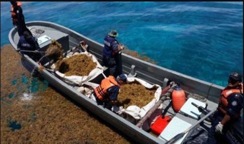 Efectivos de la Marina de México, recolectan 5.6 toneladas de sargazo en los últimos dos meses