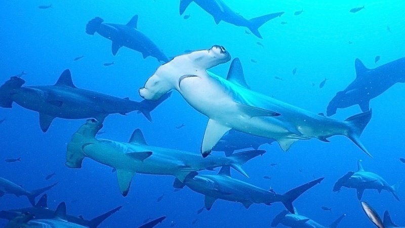 #SOSGalápagos: pretenden que la ONU detenga flota pesquera china en zona de protección de Galápagos