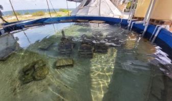Consolidan proyecto de reproducción sexual en cautiverio de corales para rescate de arrecifes en litorales de Quintana Roo