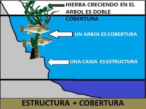 Black Bass: ¿Cómo encontrarlos?, usando los conceptos: estructura y cobertura