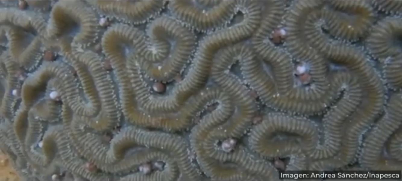 En cautiverio, logran segundo desove de coral cerebro, científicas del Inapesca y la UNAM