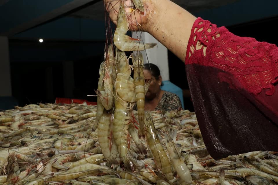 Al levantarse la veda, los pescadores se lanzan a los estuarios en busca de camarón en los campos pesqueros del sur de Sinaloa