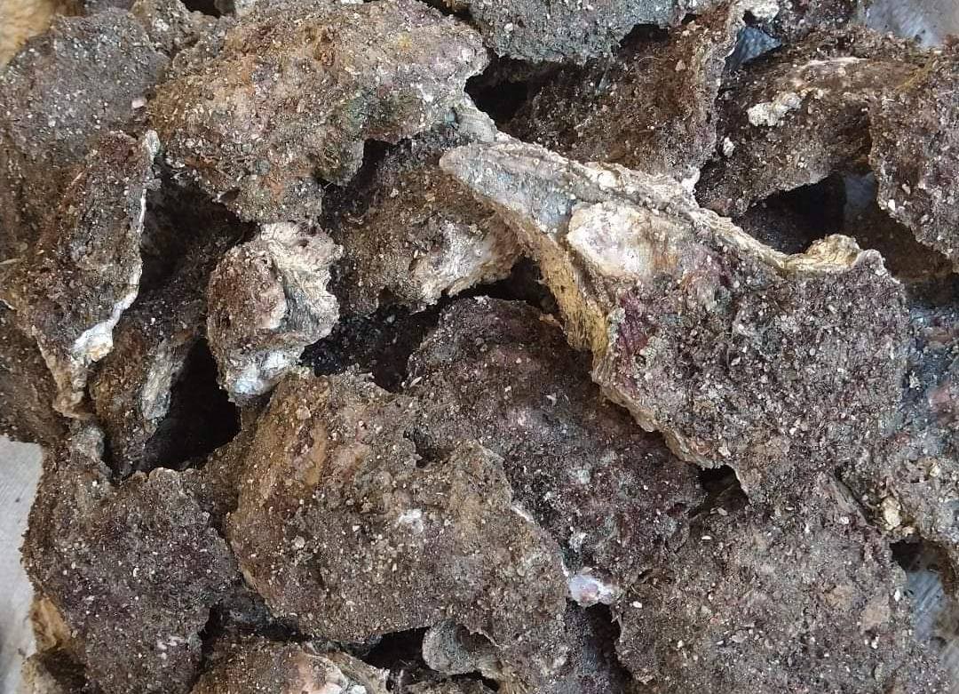 Hoy se abre temporada de pesca de ostión de piedra (Crassostrea iridescens), en el litoral del océano Pacífico, excepto en Guerrero