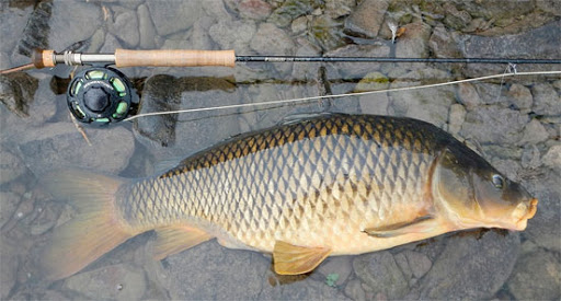 Pesca de carpas, con mosca