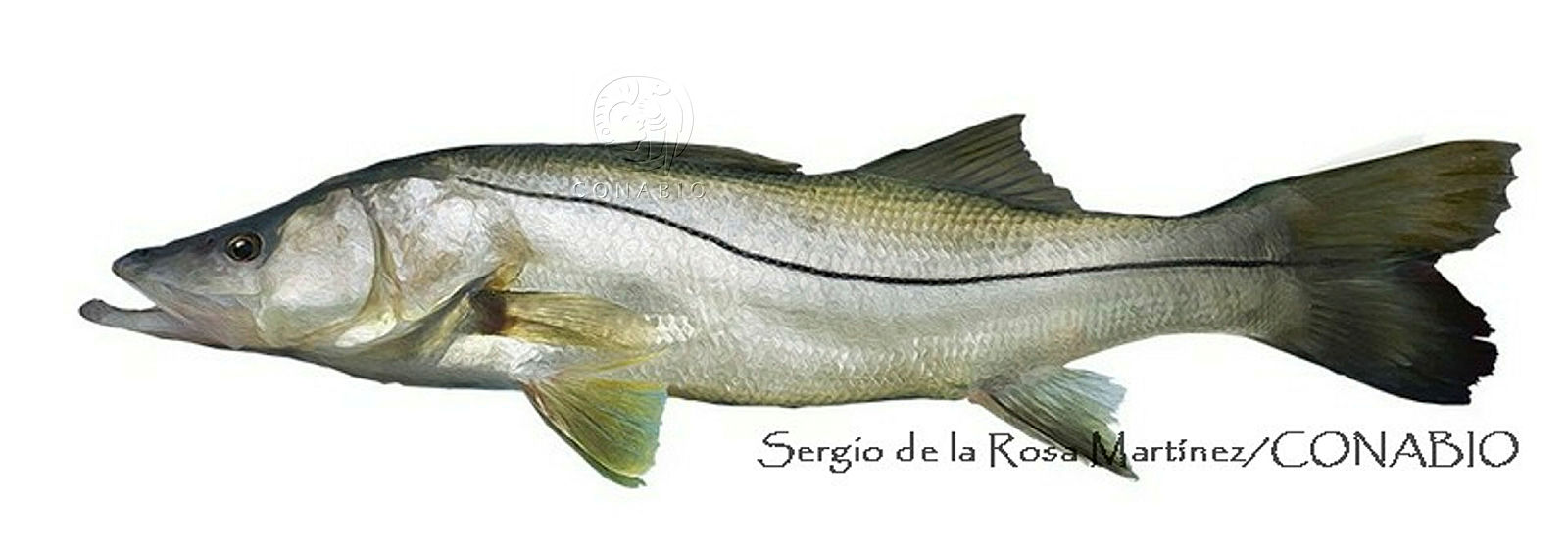 Trabajan en restauración de población de robalo garabato (Centropomus viridis), para garantizar viabilidad de pesquería