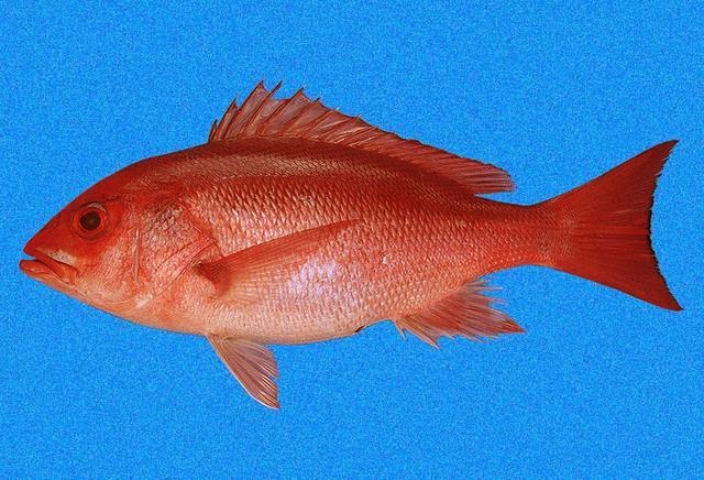 Especies de interés pesquero en el Pacífico Mexicano: Nombres y claves para su registro