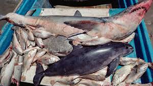 Vigente Acuerdo que regula la pesca en zonas marinas del Golfo de California, para controlar pesca ilegal y proteger vaquita marina